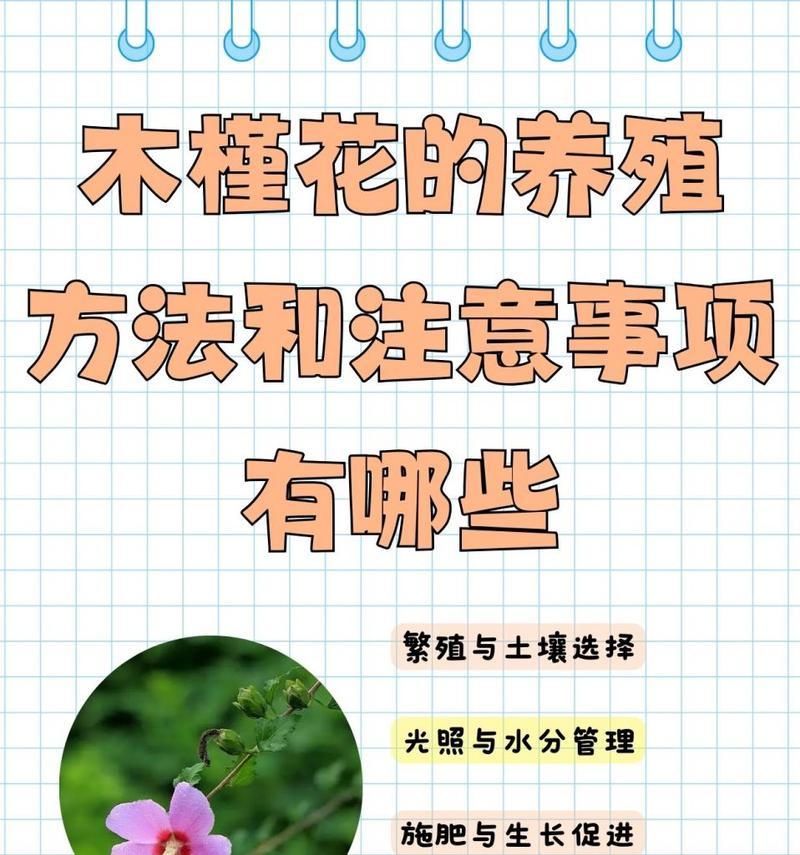 木槿花的日常养护需要注意什么？如何应对常见问题？