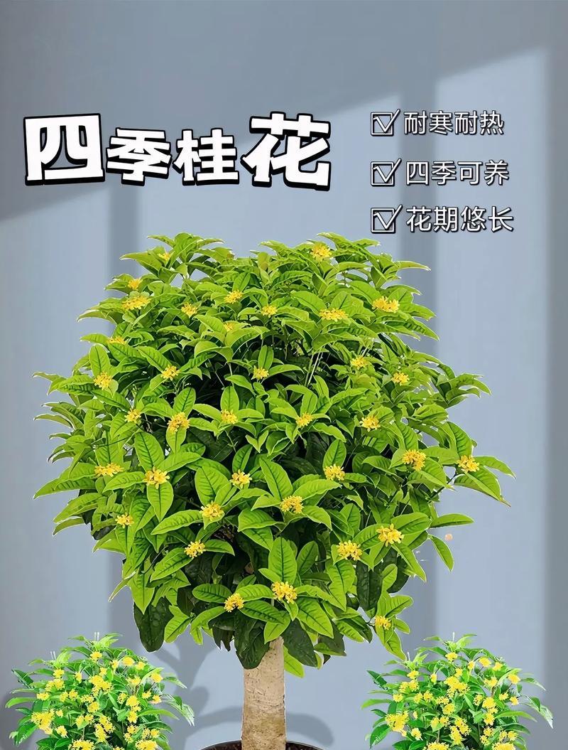 桂花是什么季节开的花？如何让桂花花开得更香？