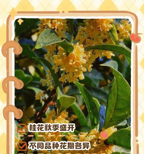 桂花是什么季节开的花？如何让桂花花开得更香？