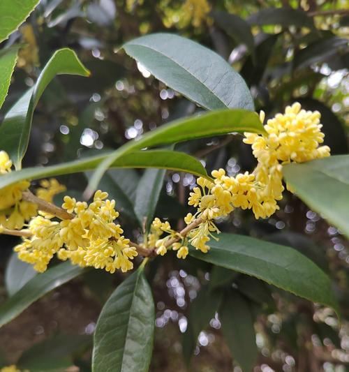 桂花是什么季节开的花？如何让桂花花开得更香？