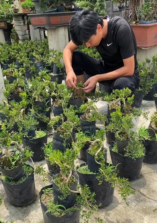 黄杨盆景施肥技巧：哪种肥料最适合？