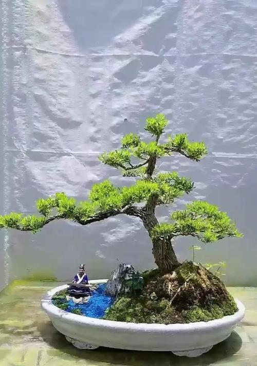 黄杨盆景施肥技巧：哪种肥料最适合？