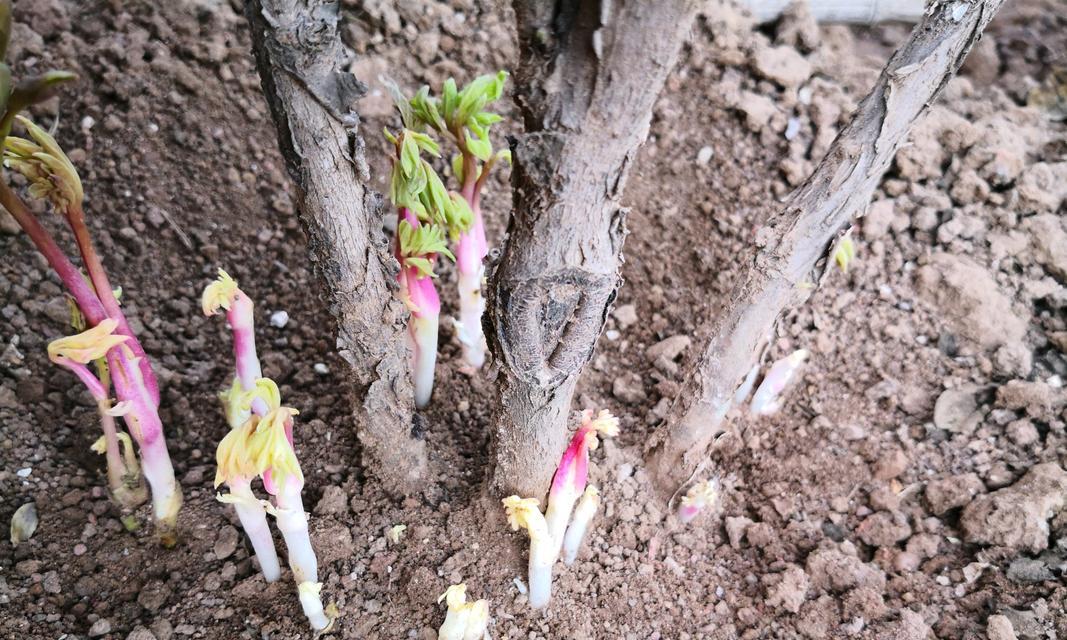 牡丹种植方法有哪些？