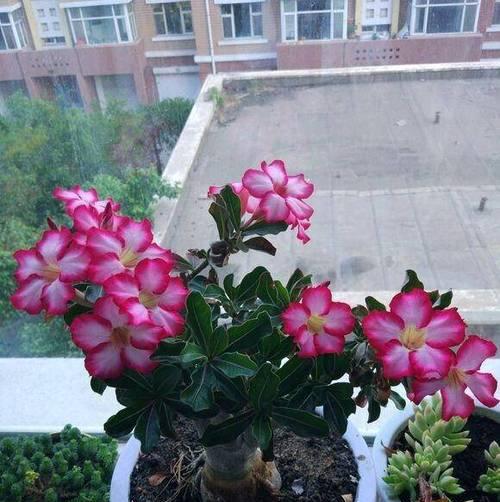 淘米水不宜浇哪些花？淘米水对花卉的影响是什么？
