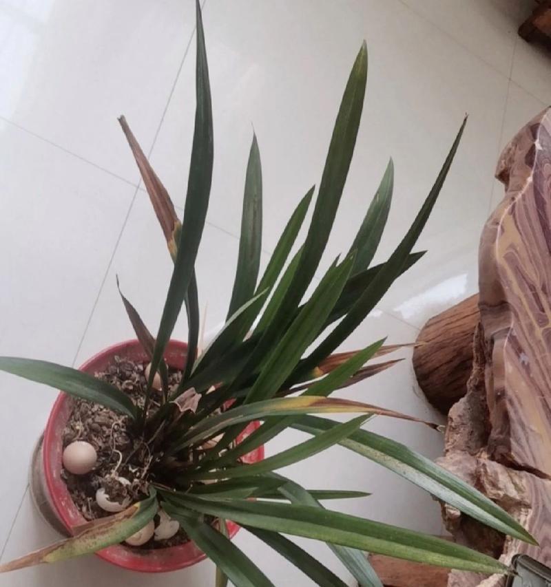 兰花叶子发黄的原因是什么？如何解决？