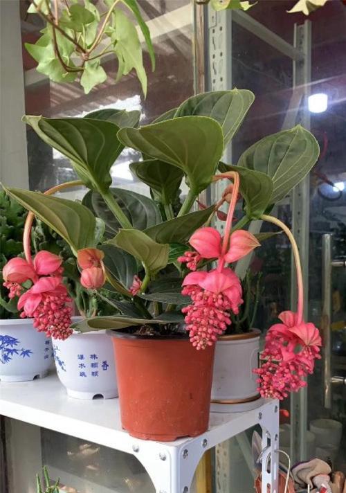 莲花竹繁殖方法有哪些？