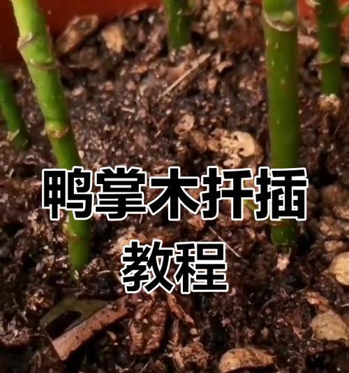 鸭脚木扦插的适宜时间是什么时候？