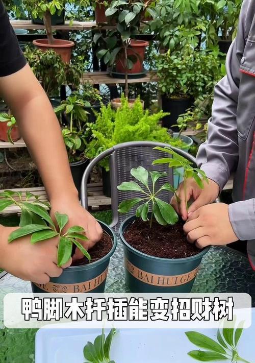 鸭脚木扦插的适宜时间是什么时候？