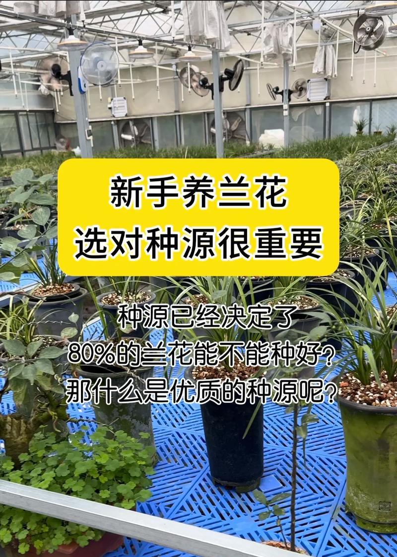 兰花修剪的最佳时机是什么时候？兰花修剪有哪些技巧？