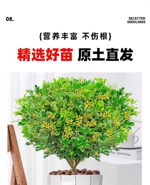 米兰的开花时间是什么时候？米兰的花期有多长？