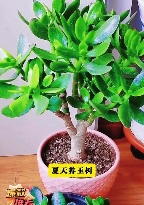 夏季盆景养护需要注意什么？