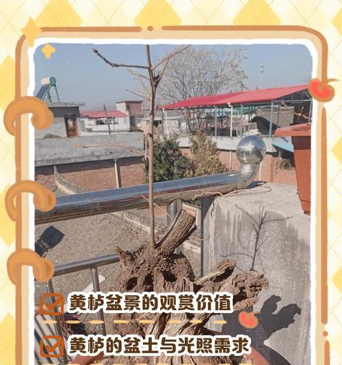 夏季盆景养护需要注意什么？