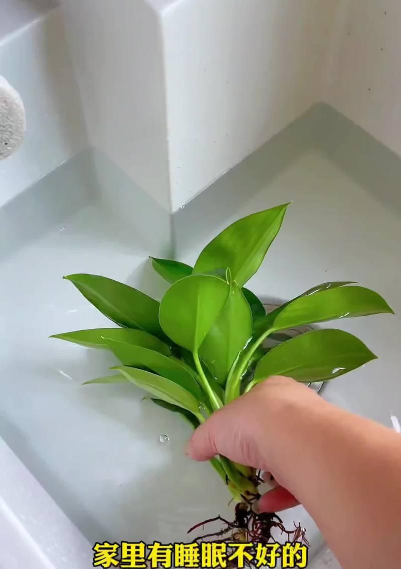 夏季盆景养护需要注意什么？