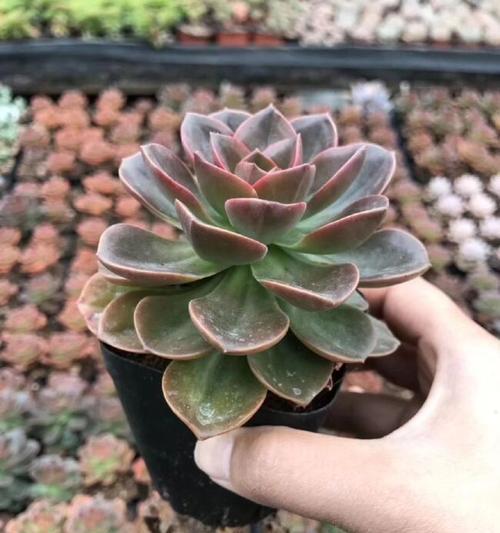 巧克力方砖植物养护要点是什么？