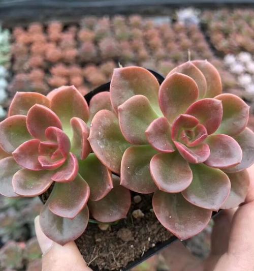 巧克力方砖植物养护要点是什么？