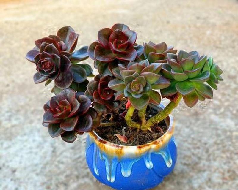 巧克力方砖植物养护要点是什么？