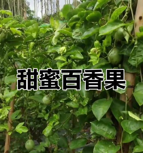 阳台种植百香果的步骤和注意事项？