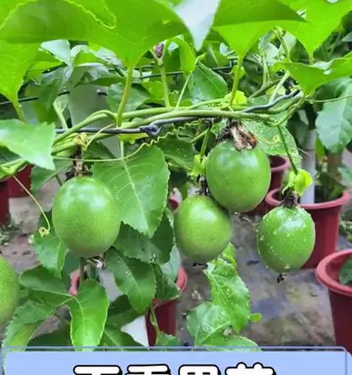 阳台种植百香果的步骤和注意事项？