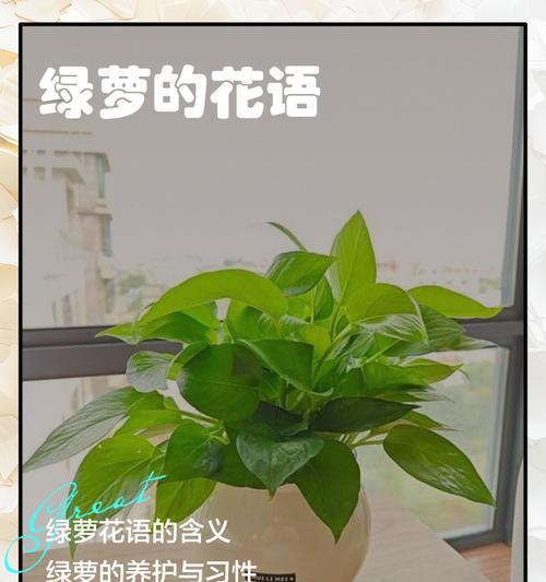 怎么种植绿萝？绿萝种植的步骤和技巧是什么？