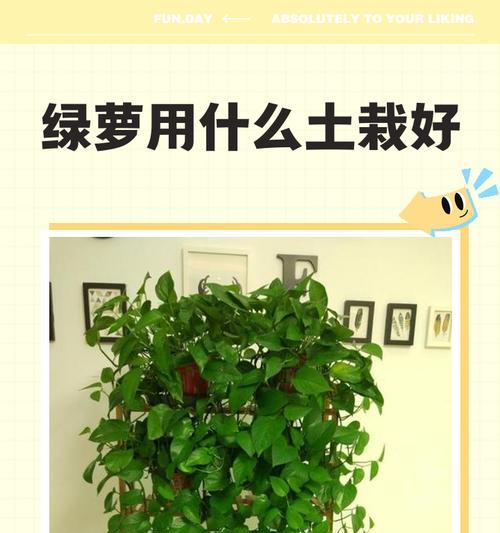 怎么种植绿萝？绿萝种植的步骤和技巧是什么？