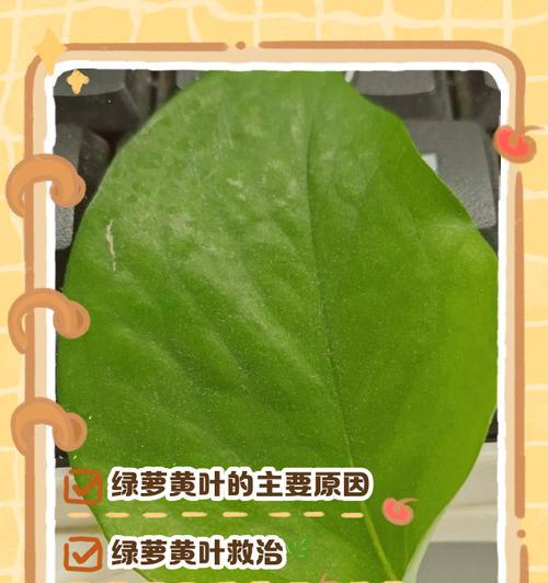 怎么种植绿萝？绿萝种植的步骤和技巧是什么？