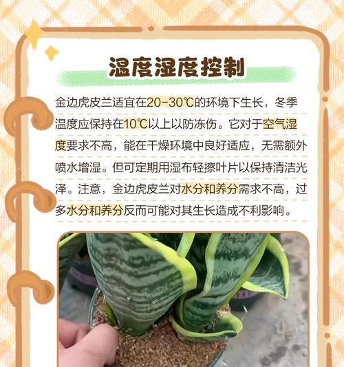 虎皮兰冬季养护要点是什么？