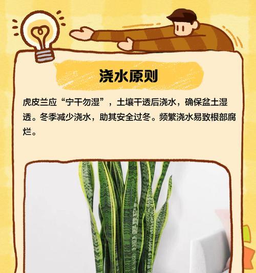 虎皮兰冬季养护要点是什么？
