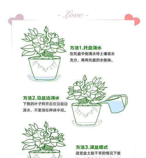 仙客来蔫了的原因是什么？如何进行有效的处理？