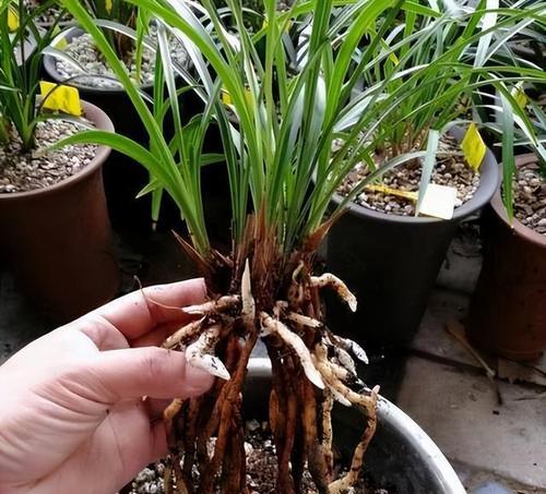 盆栽移植的最佳时机是什么时候？移植后如何护理？