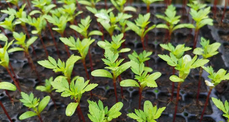 盆栽移植的最佳时机是什么时候？移植后如何护理？