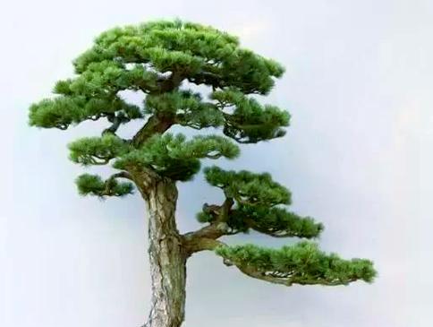 盆栽移植的最佳时机是什么时候？移植后如何护理？