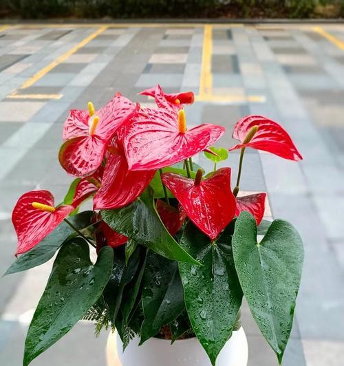 室内喜阴花卉有哪些？室内种植喜阴花卉的注意事项是什么？