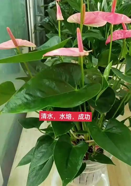 什么植物喜欢水？适合水培的植物有哪些？