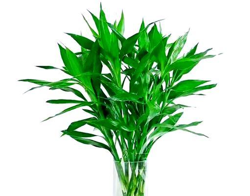 什么植物喜欢水？适合水培的植物有哪些？
