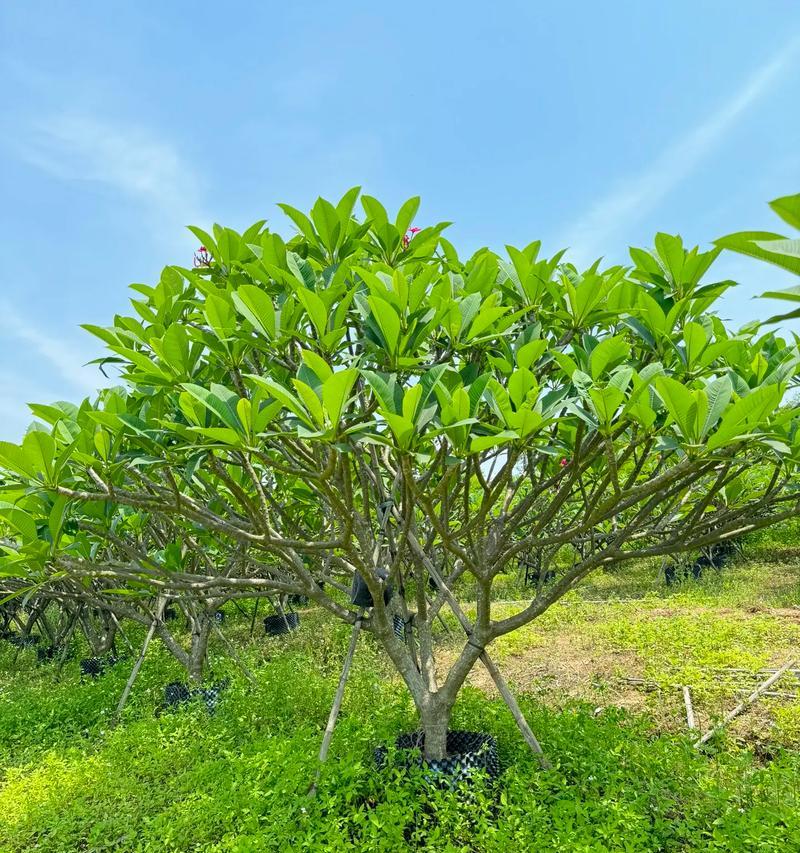 红花植物有哪些？它们在园艺中的应用是什么？