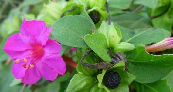 紫茉莉的养殖方法是什么？如何确保紫茉莉的健康生长？