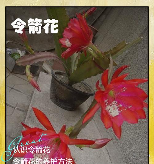 鲜花的养护技巧和常见问题是什么？