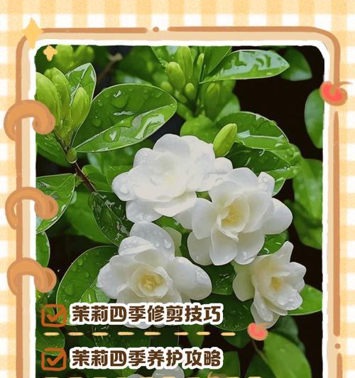 茉莉花修剪的最佳时机是什么时候？