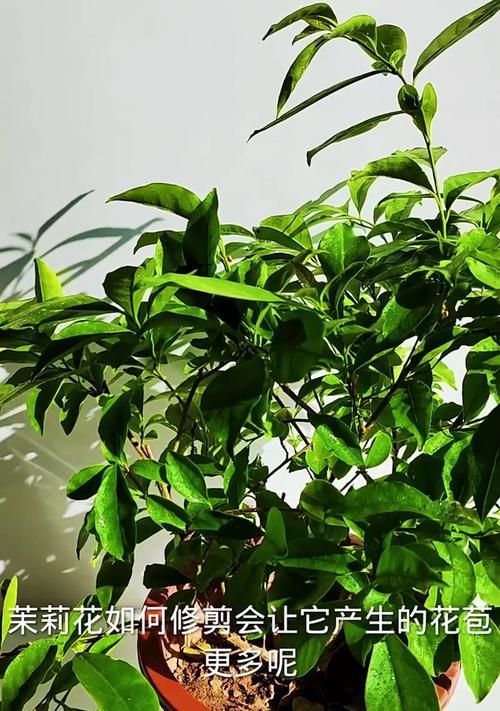 茉莉花修剪的最佳时机是什么时候？
