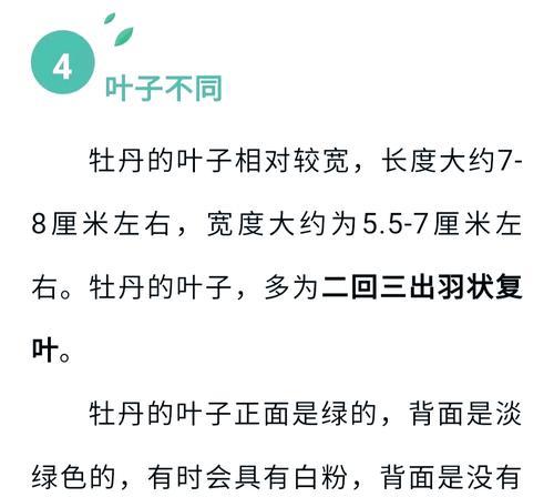 牡丹有哪些品种特征？如何区分不同牡丹品种？