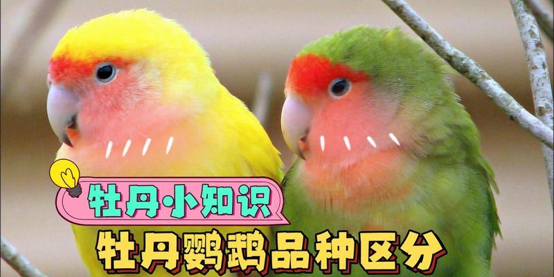 牡丹有哪些品种特征？如何区分不同牡丹品种？