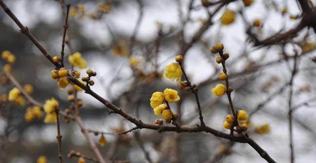 腊梅开花顺序有疑问？先开花还是先长叶？