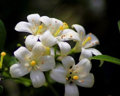 九里香开花时间是几月?一年能开几次花?