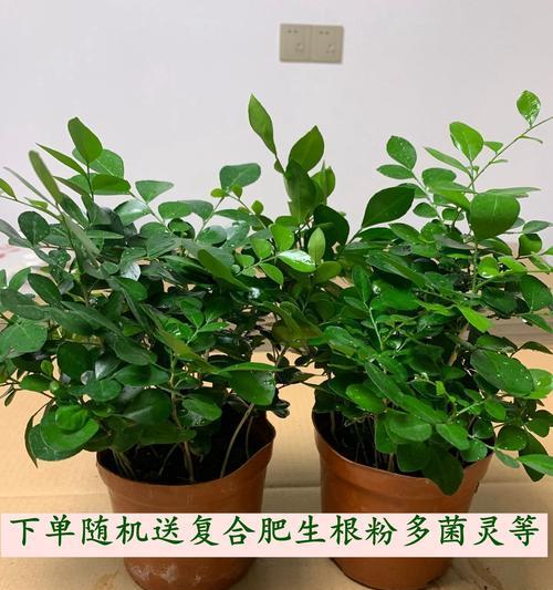 九里香是否耐晒?如何正确养护避免阳光伤害?
