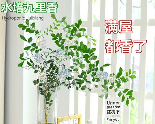九里香盆景栽培技术有哪些常见问题?如何解决?