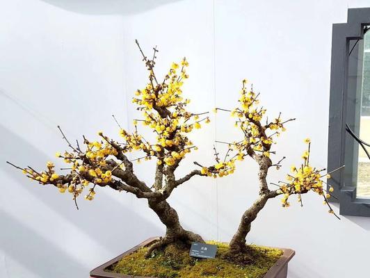 腊梅的象征与风水之道（腊梅花的文化内涵与寓意）