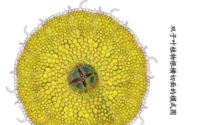 辣椒属于双子叶植物吗？单子叶和双子叶植物的区别是什么？
