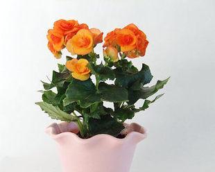 用牡丹花诠释诚信的力量（牡丹花）