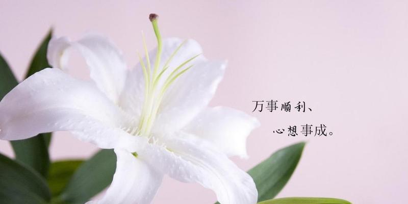 百合花的传说与花语（探索百合花的神秘传说及其隐含的美好寓意）