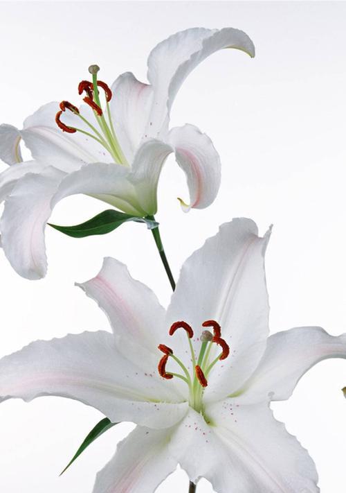 百合花的美好寓意及适合送礼对象（赠百合花）
